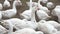Geese domestic ducks on a farm eating plants