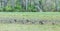 Geese Drinking in Meadow Puddle