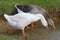 Geese drinking from a pond