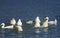 Geese and ducks dive in the blue pond in the countryside