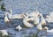 Geese and ducks dive in the blue pond in the countryside