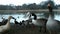 Geese, ducks and Swan feeding on pond bank.