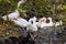 Geese and ducks of white color with yellow beaks in the same flock in the wild swim in a wild pond against the background of green