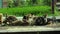 Geese eat food from a trough in a village farm