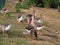 Geese eating corn