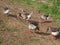 Geese eating corn