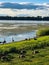 Geese eating on grassy shoreline