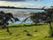 Geese eating on grassy shoreline