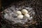 Geese eggs laid in nest on the ground
