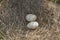 Geese eggs in nest