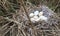 Geese eggs in a nest in the Dutch polder big netherlands nature