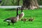 Geese Family