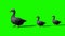 Geese family runs past - green screen