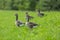 Geese family on a slope