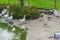 Geese family walking at the pond with different colors and some ducks