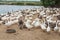 Geese at a farm