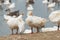 Geese at a farm