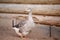 Geese on the farm. Shooting outdoors. Rustic theme.