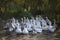 Geese on the farm. White geese walk in the village.