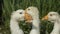 Geese on farm. Young geese with white birches. White birds on shore of pond