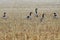 Geese in a field of grain stubble