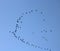 Geese in flight against blue sky - join the birds