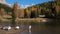 Geese flock on autumn mountain pond, not far from San Pellegrino Pass, Dolomites, Italy