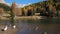 Geese flock on autumn mountain pond, not far from San Pellegrino Pass, Dolomites, Italy