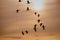 Geese Flocking During Spring Migration at Sunset