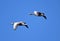 Geese flying