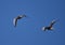 Geese flying in denmark