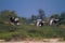 Geese Flying in flying with blue sky and green trees in backroung