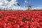 Geese flying over endless red tulip farm