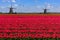 Geese flying over endless red tulip farm