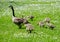 Geese following mom