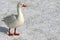 Geese on frozen snow