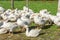 Geese gaggle grazing on green grass