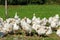 Geese gaggle grazing on green grass