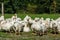 Geese gaggle grazing on green grass