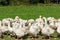 Geese gaggle grazing on green grass