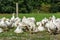 Geese gaggle grazing on green grass