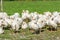 Geese gaggle grazing on green grass