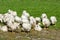 Geese gaggle grazing on green grass