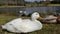 Geese - Goose - Pond