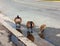 Geese and gosling drinking street water