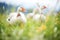 geese on grassy field with beaks open