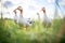 geese on grassy field with beaks open