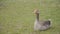 Geese grazing on the grass