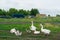 Geese grazing in green summer grassland with agricultural machinery on background. Group of goose with white grey feathers