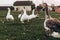 geese grazing in green summer grassland. group of goose with white grey feathers in countryside farmland. farm birds in field in